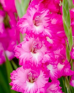 Gladiolus Fairytale Pink4